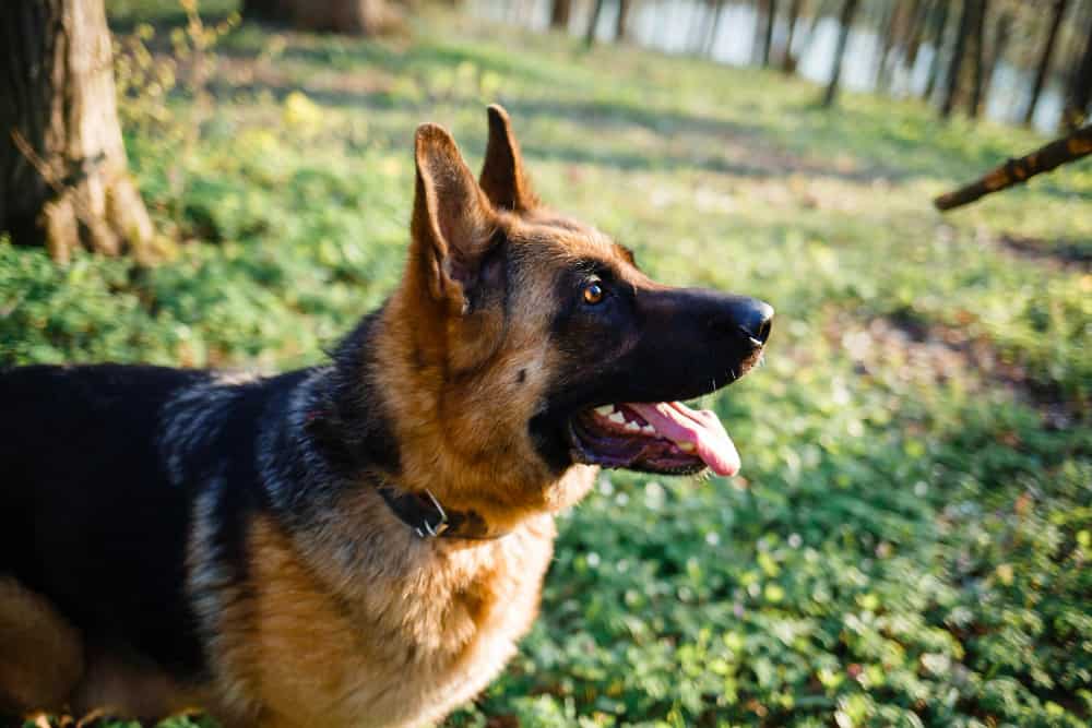 best dog food for german shepherd with diarrhea