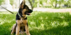 Title: Best Dry Dog Food for Your German Shepherd Puppies: How to Choose?