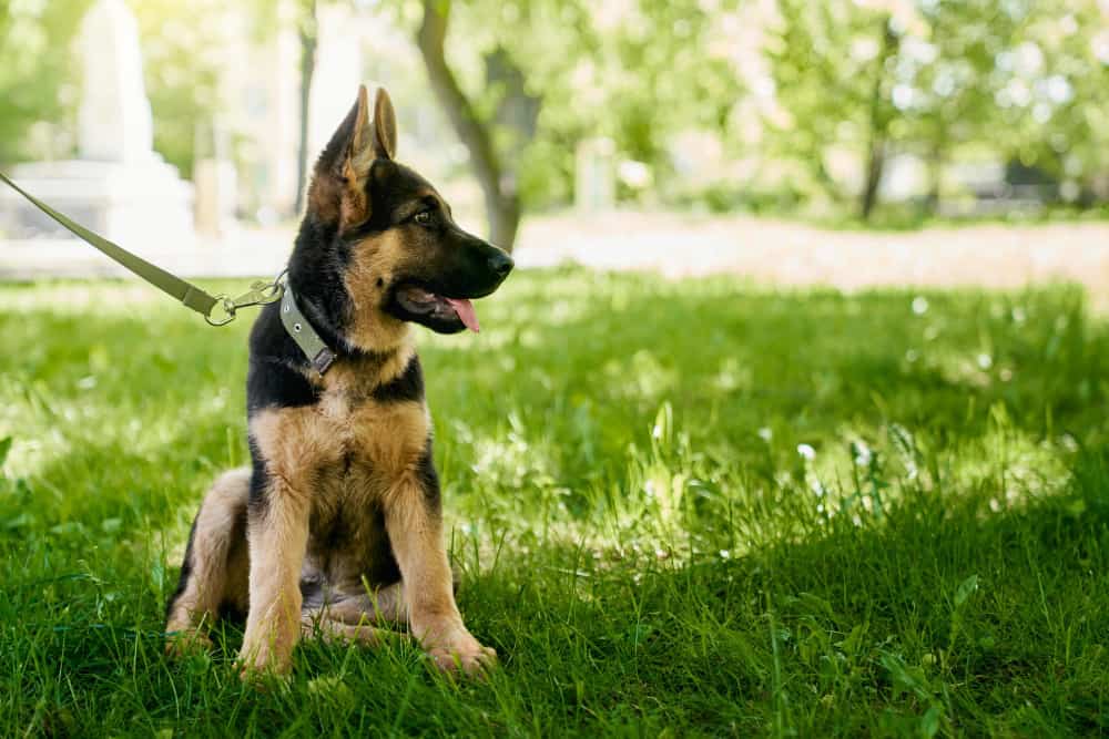 how to pick the best german shepherd puppy