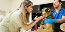 Is Pet Insurance for Your German Shepherd Dog Worth It?