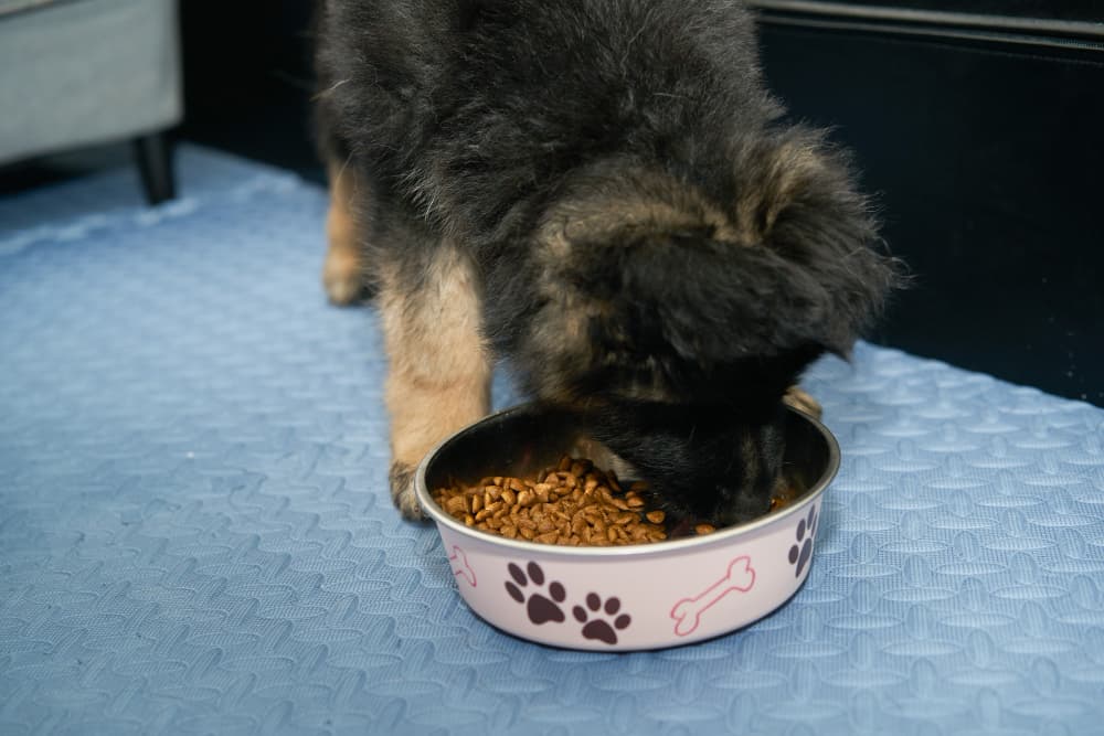 How much to shoud a 8-week GSD eat in a day?