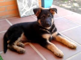 How Much Does a 3-Month-Old German Shepherd Dog Eat in a Day? A Feeding Guide