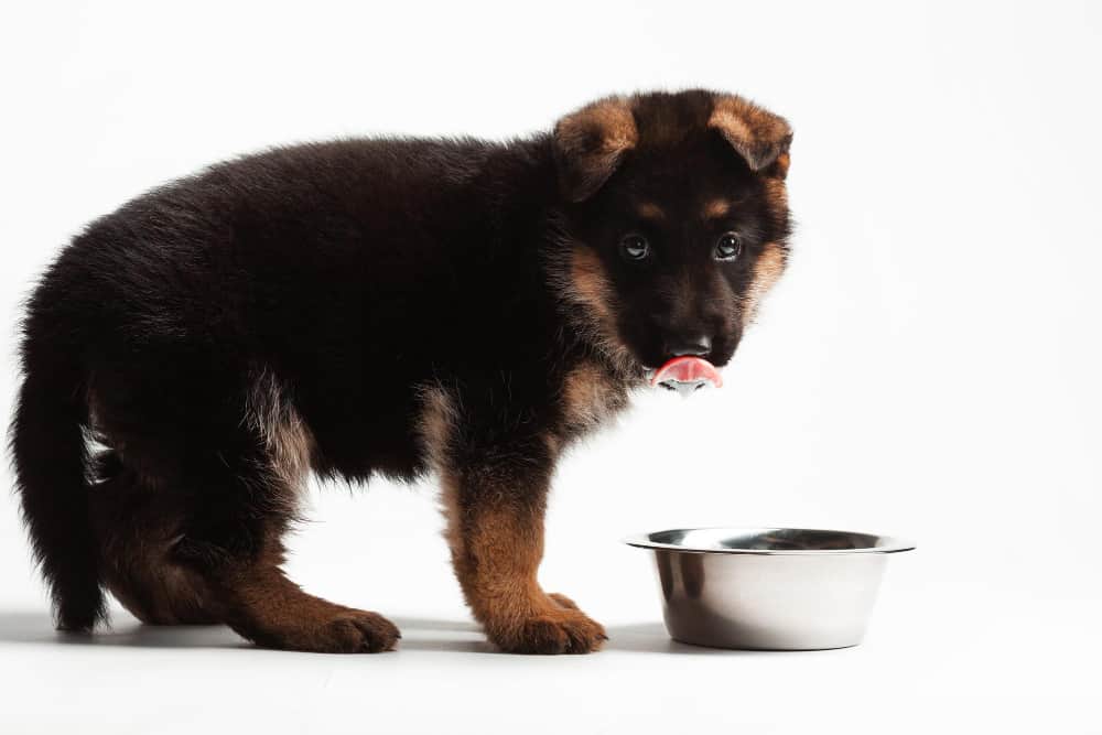 are raw meat good for german shepherds