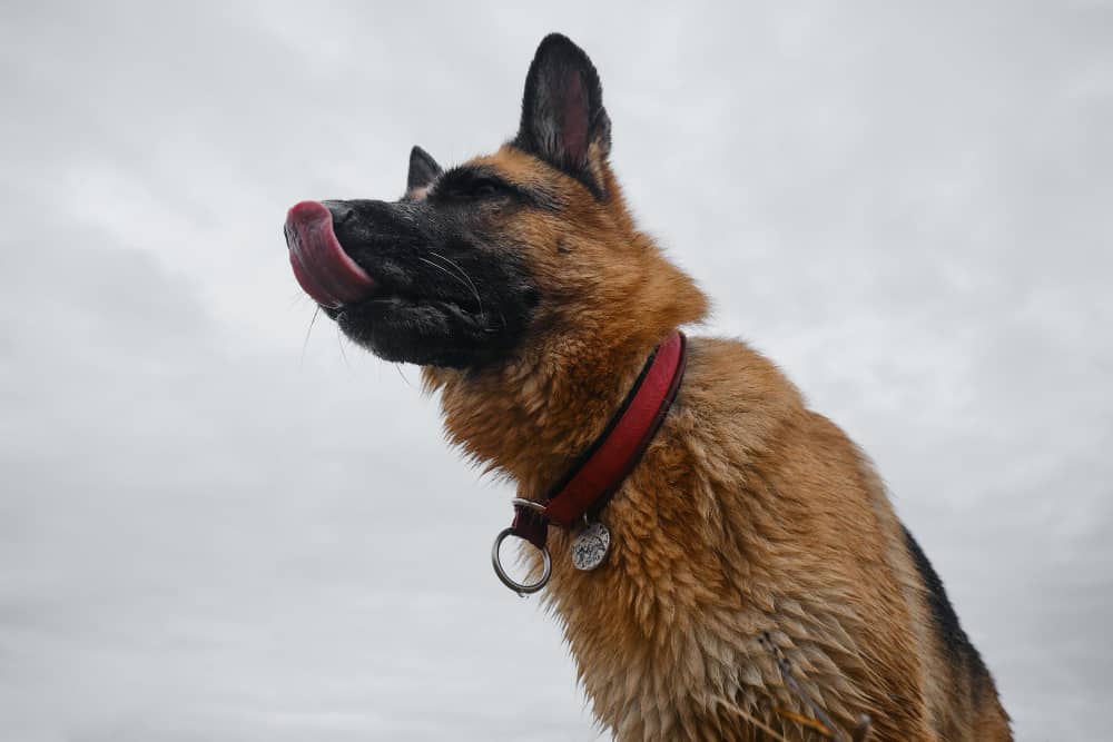 How Much Does A 6 Month Old German Shepherd Dog Eat In A Day A Feeding 