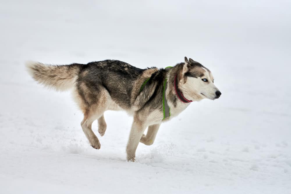 are huskies cold in the winter