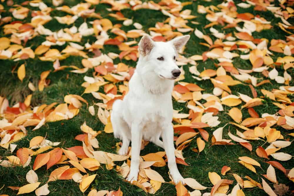 The Complete Guide to The White Swiss Shepherd