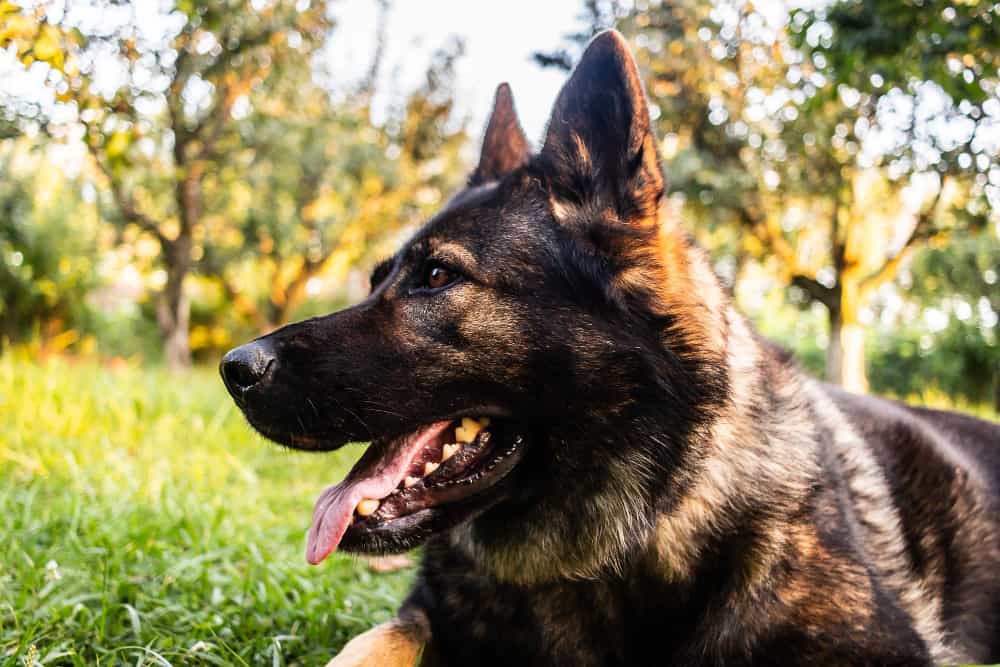 Ear Allergy in German Shepherds: Everything You Need to Know