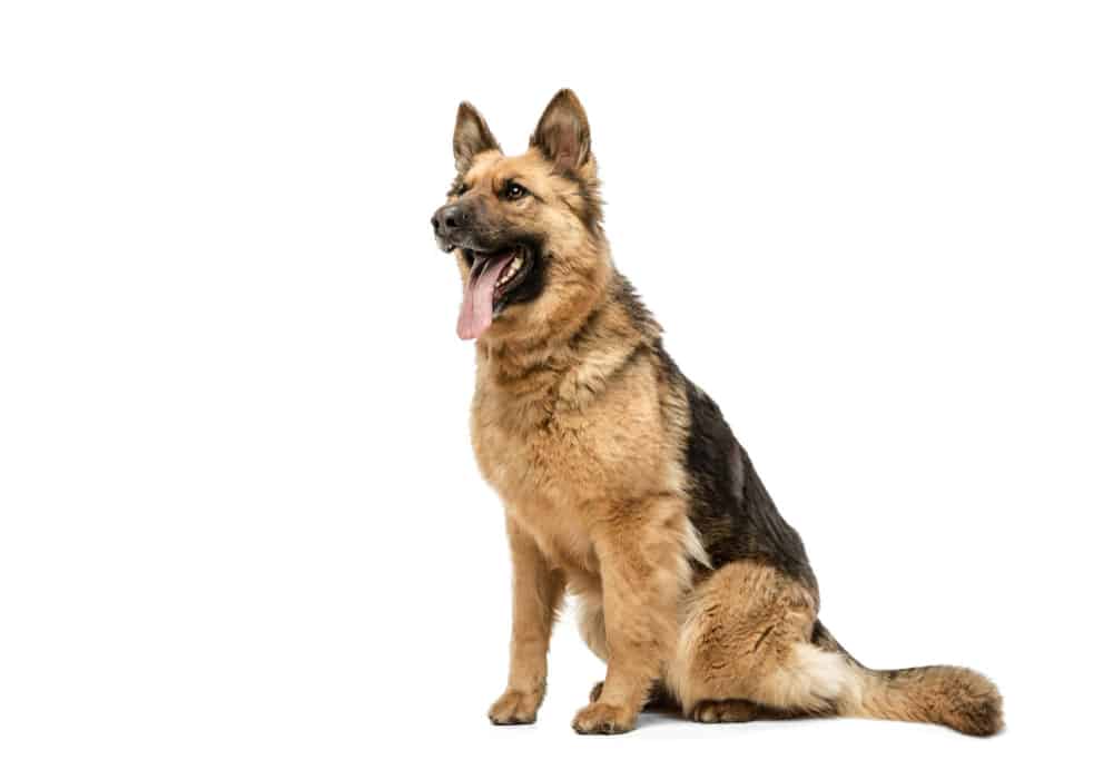 are german shepherds allergic to chicken