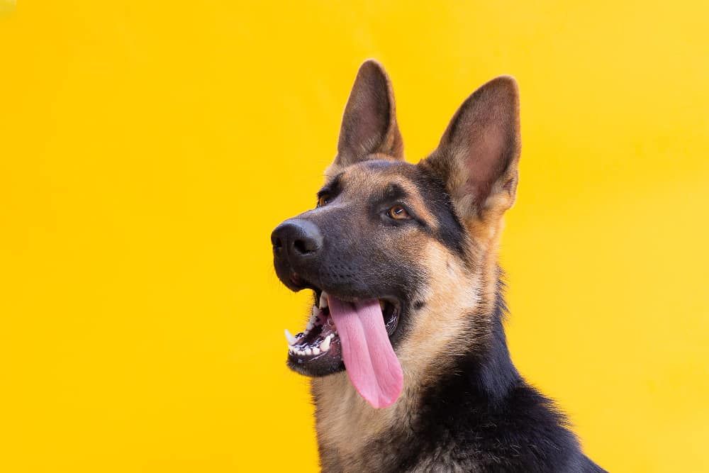 German Shepherd Dog Tongue sticking out in yellow background