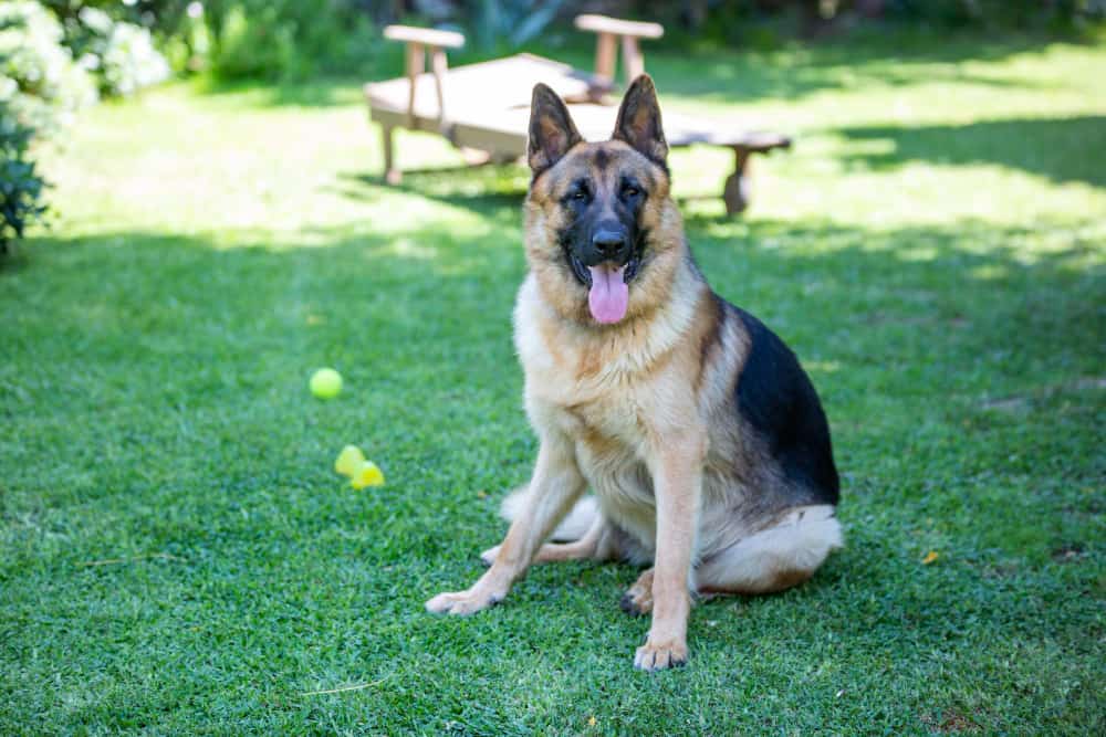 Most Common German Shepherd Allergies: What You Need to Know