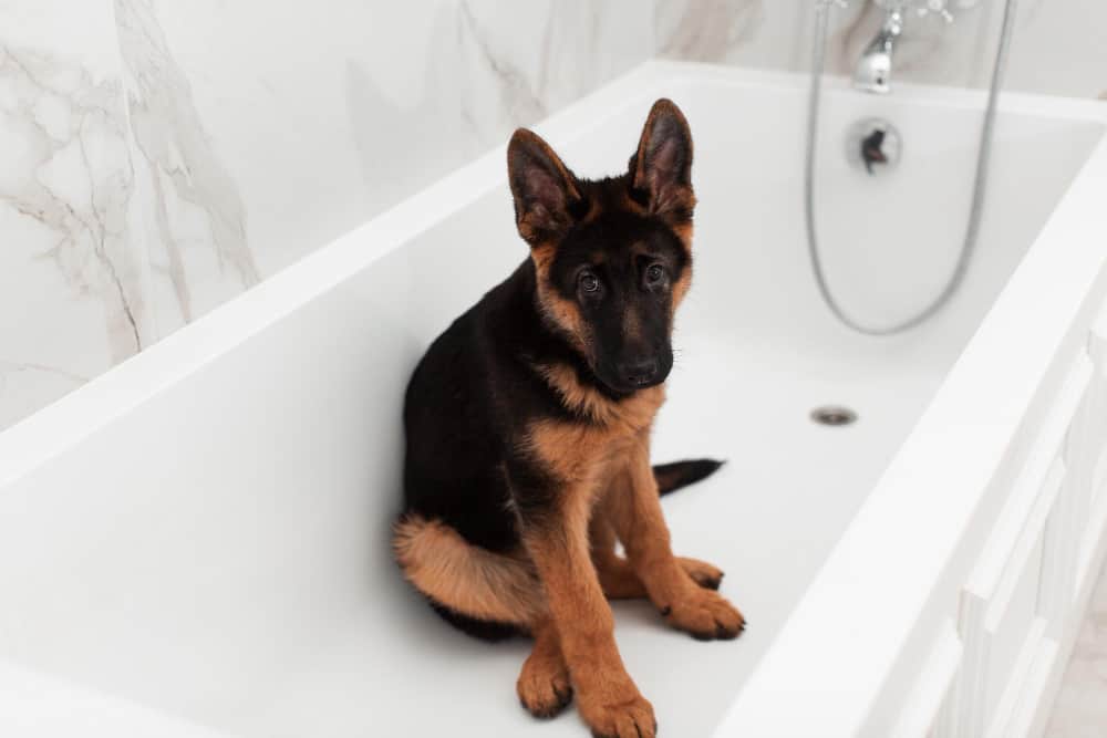 0 German Shepherd Puppy For Sale: Does it Make Sense?