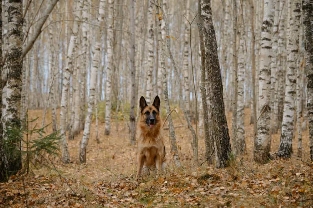 What is the Best Temperature for German Shepherds to Thrive?