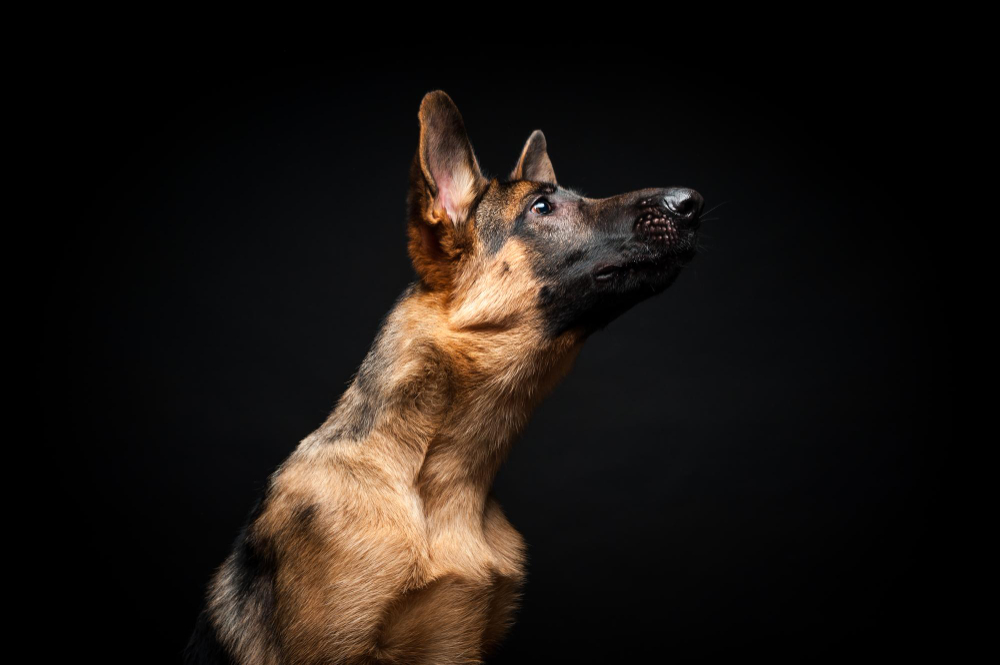 How to Train My German Shepherd to Stop Barking at Strangers? 6 Steps ...