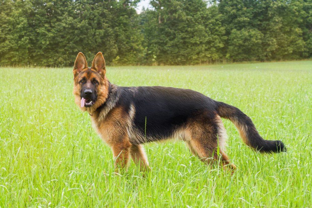 Do German Shepherd Male Dogs Grow More After Neutered?