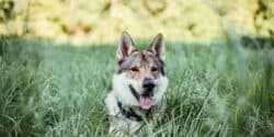 Can German Shepherd Husky Mix Live Outside by Themselves?