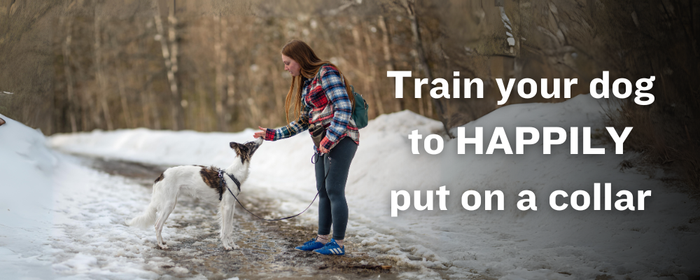 woman training dog to put on a collar outdoor in a winter