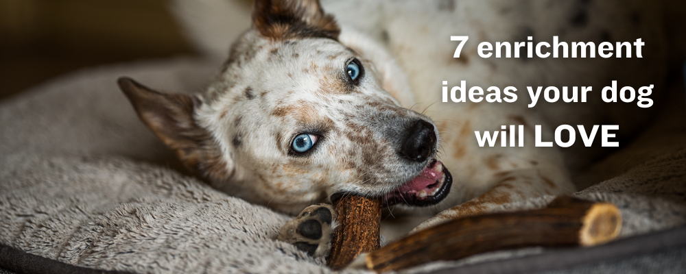 7 enrichment ideas your dog will love