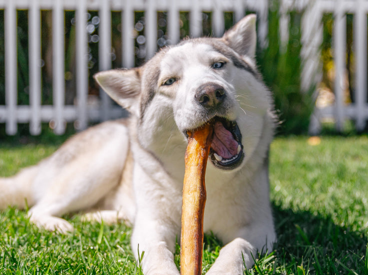 Jumbo Bully Sticks